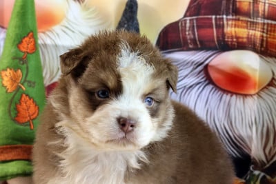 Les chiots de Berger Australien