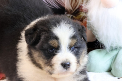 Les chiots de Berger Australien