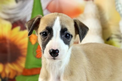 Les chiots de Whippet