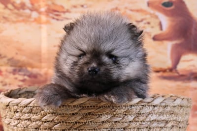 AVENTURES DISNEY CAPTAIN CROCHET - Spitz allemand