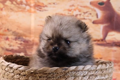 AVENTURES DISNEY PETER PAN - Spitz allemand