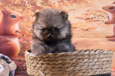 AVENTURES DISNEY JEAN DARLING - Spitz allemand