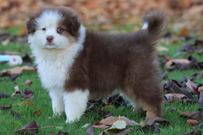 Les chiots de Berger Australien