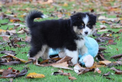Les chiots de Berger Australien