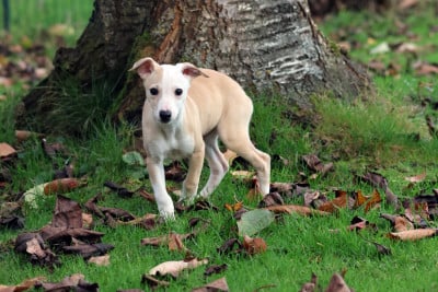 Les chiots de Whippet