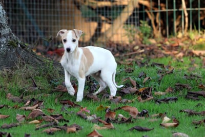 Les chiots de Whippet