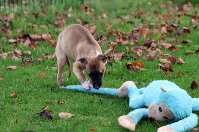 Les chiots de Whippet