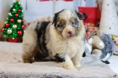 Les chiots de Berger Australien