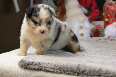 Les chiots de Berger Australien