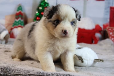 Les chiots de Berger Australien