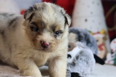 Les chiots de Berger Australien