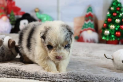 Les chiots de Berger Australien