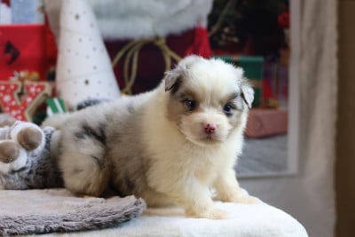 Les chiots de Berger Australien