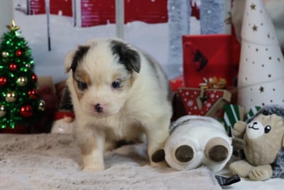 Les chiots de Berger Australien