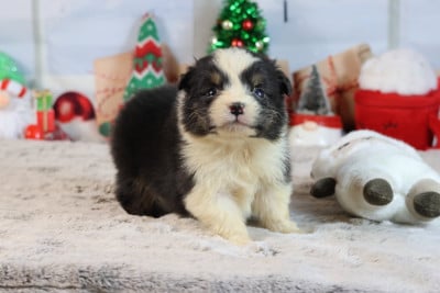 Les chiots de Berger Australien
