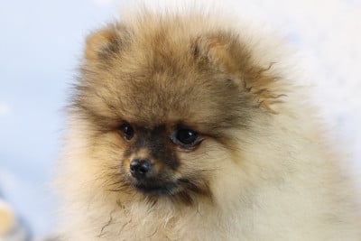 Les chiots de Spitz allemand