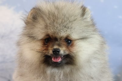 Les chiots de Spitz allemand