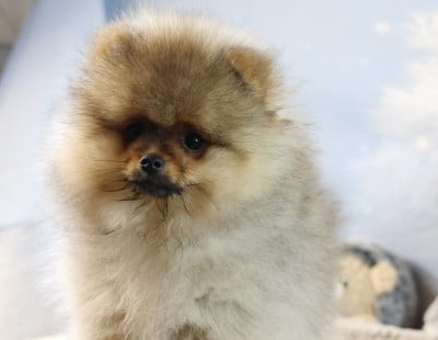 Les chiots de Spitz allemand