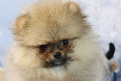 Les chiots de Spitz allemand