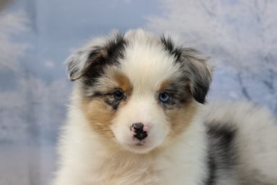 Les chiots de Berger Australien