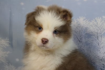 Les chiots de Berger Australien