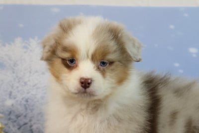 Les chiots de Berger Australien