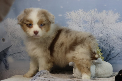 Les chiots de Berger Australien