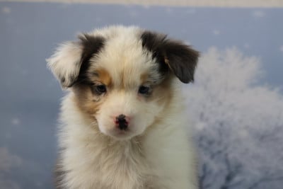 Les chiots de Berger Australien