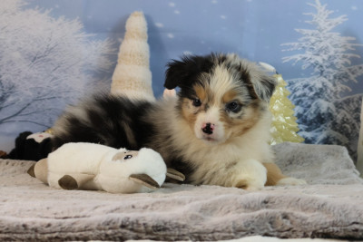 Les chiots de Berger Australien