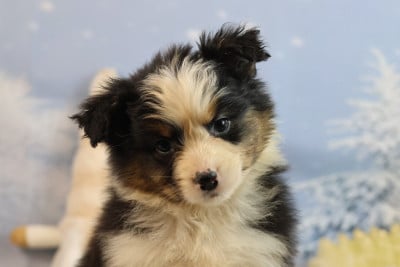 Les chiots de Berger Australien