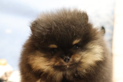 Les chiots de Spitz allemand