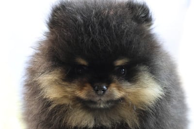 Les chiots de Spitz allemand