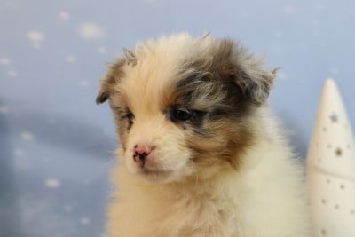 Les chiots de Berger Australien