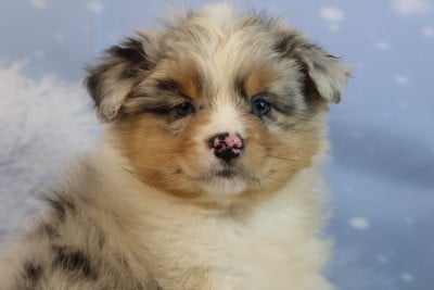 Les chiots de Berger Australien
