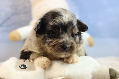 Les chiots de Berger Australien