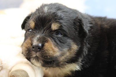 Les chiots de Berger Australien
