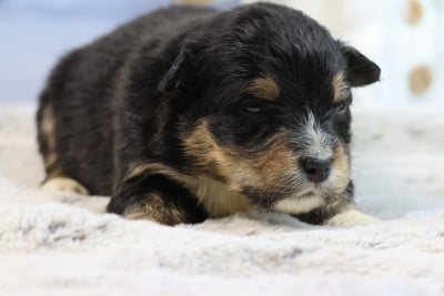 Les chiots de Berger Australien