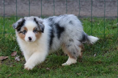 Les chiots de Berger Australien