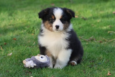 Les chiots de Berger Australien