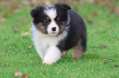 Les chiots de Berger Australien