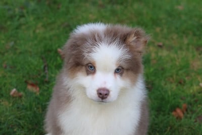 Les chiots de Berger Australien