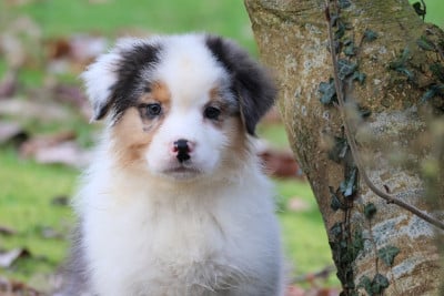 Les chiots de Berger Australien