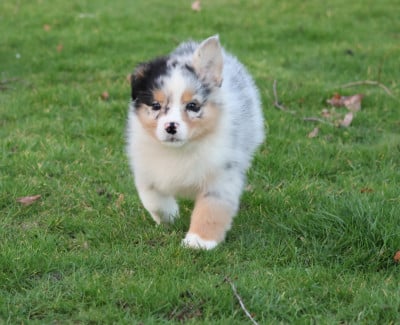 Les chiots de Berger Australien