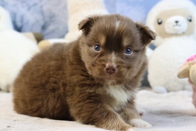 Les chiots de Berger Australien