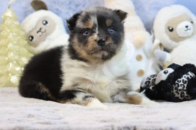 Les chiots de Berger Australien