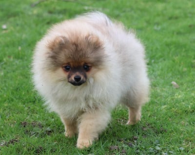 Les chiots de Spitz allemand