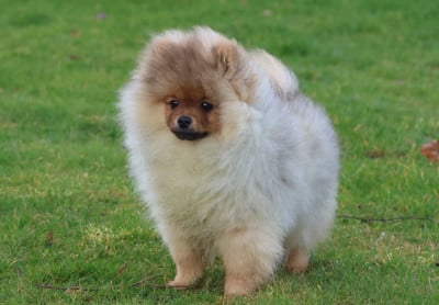 Les chiots de Spitz allemand