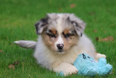 Les chiots de Berger Australien