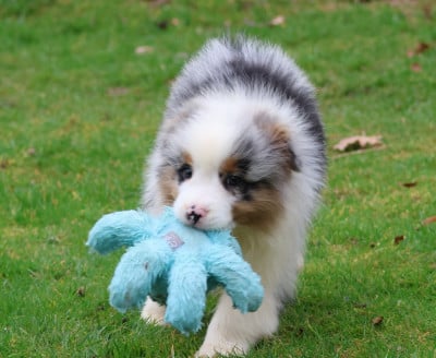Les chiots de Berger Australien