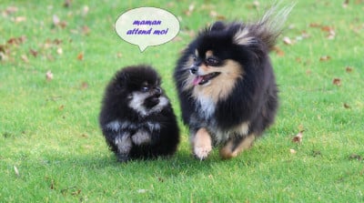 Les chiots de Spitz allemand